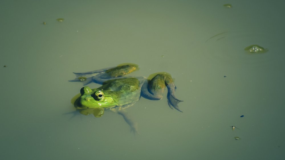 frosch abzeichen schwimmen