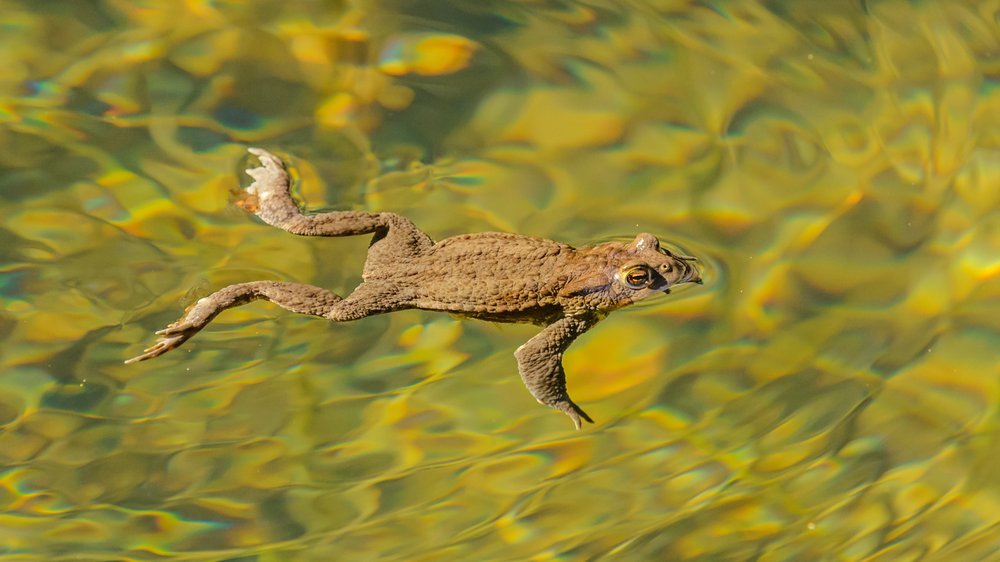 frosch schwimmen