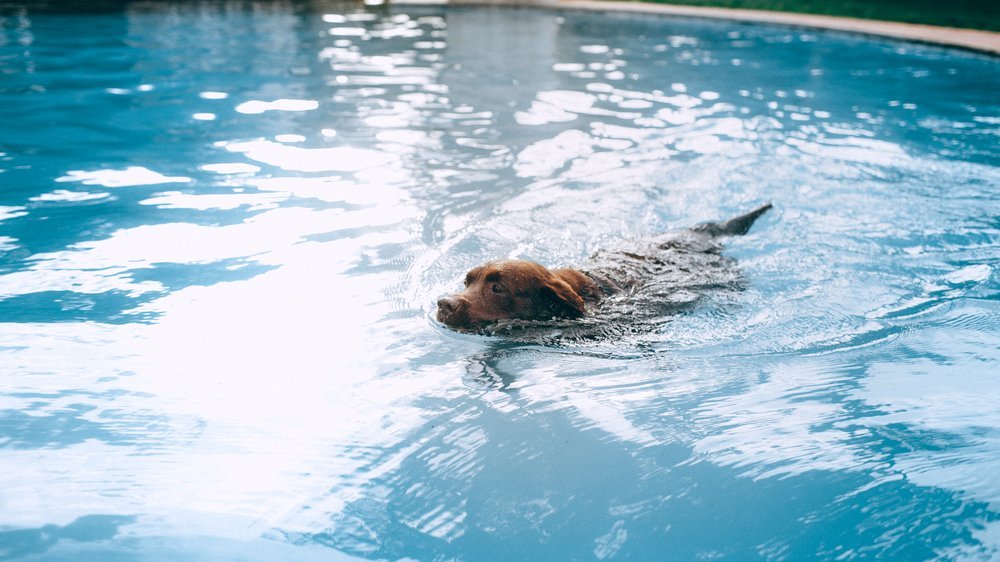 hund schwimmen