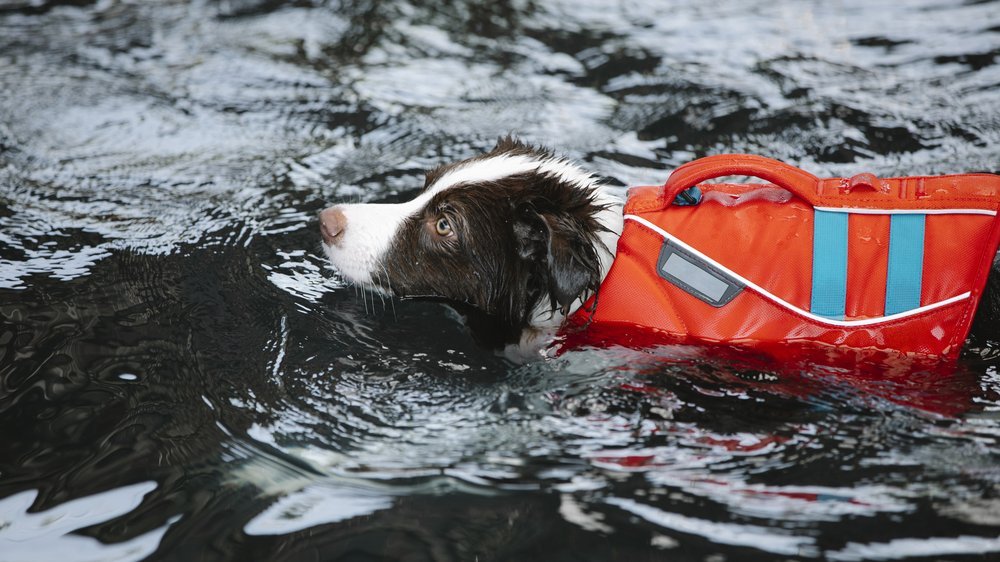 hund schwimmen beibringen