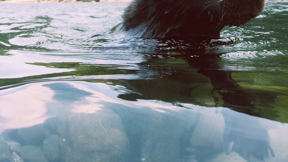 hund schwimmen beibringen