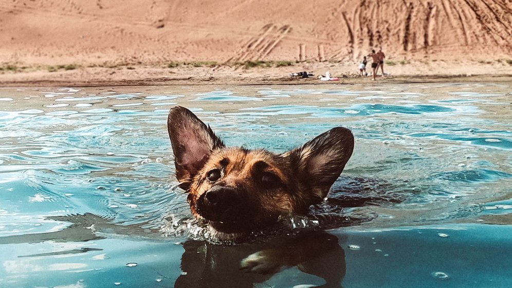 hund schwimmen beibringen