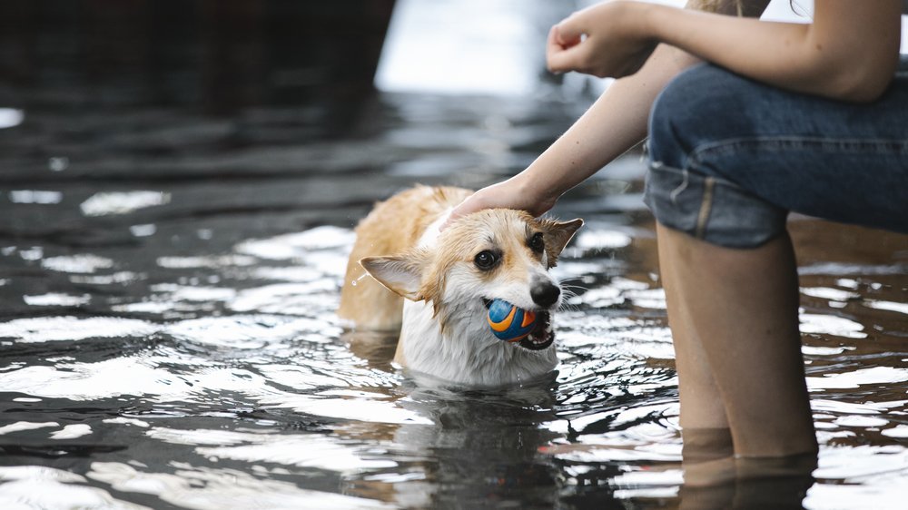 hund schwimmen beibringen