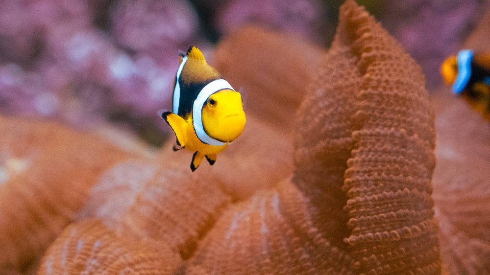 können eichhörnchen schwimmen